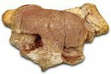 Fossil Spinosaurus Cervical Vertebra - Morocco #342281-1